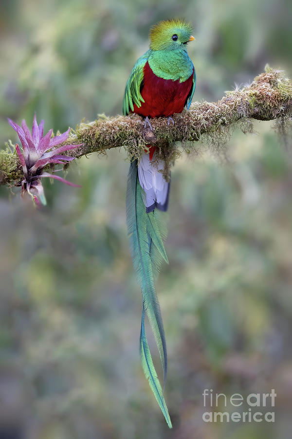 Resplendent Quetzal Photograph by Linda D Lester