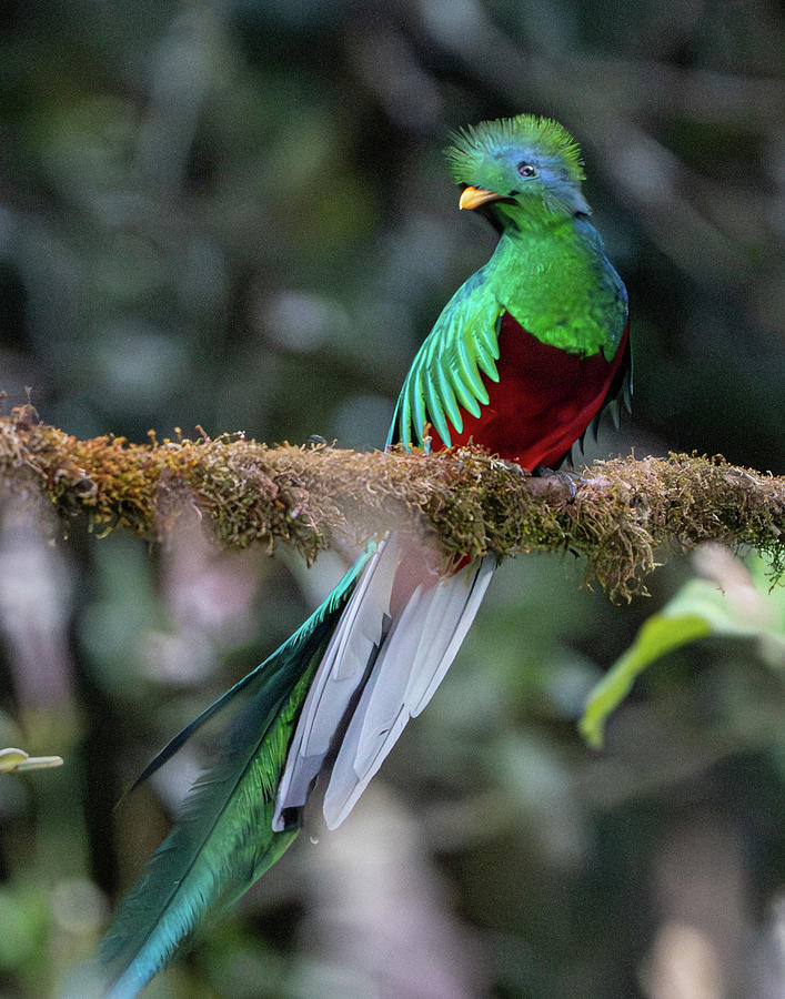 Resplendent Quetzal Photograph by Mary Catherine Miguez