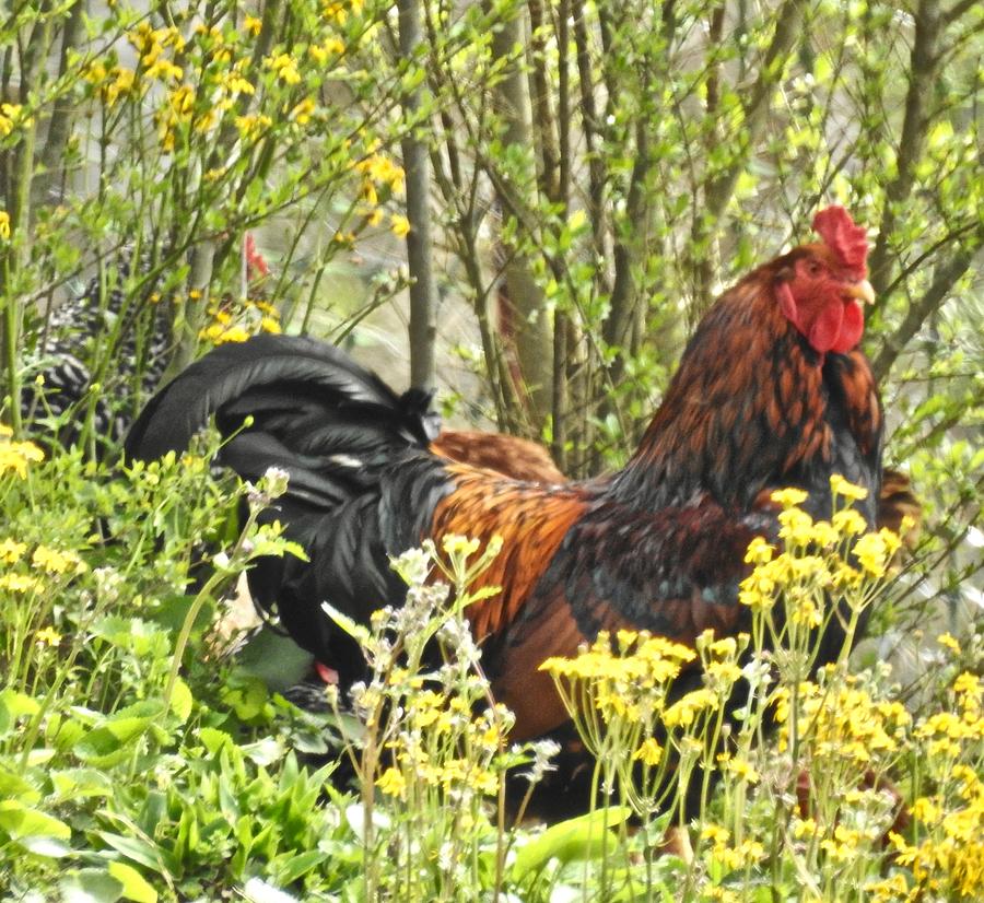 Resplendent Rooster Photograph by Kathy Chism