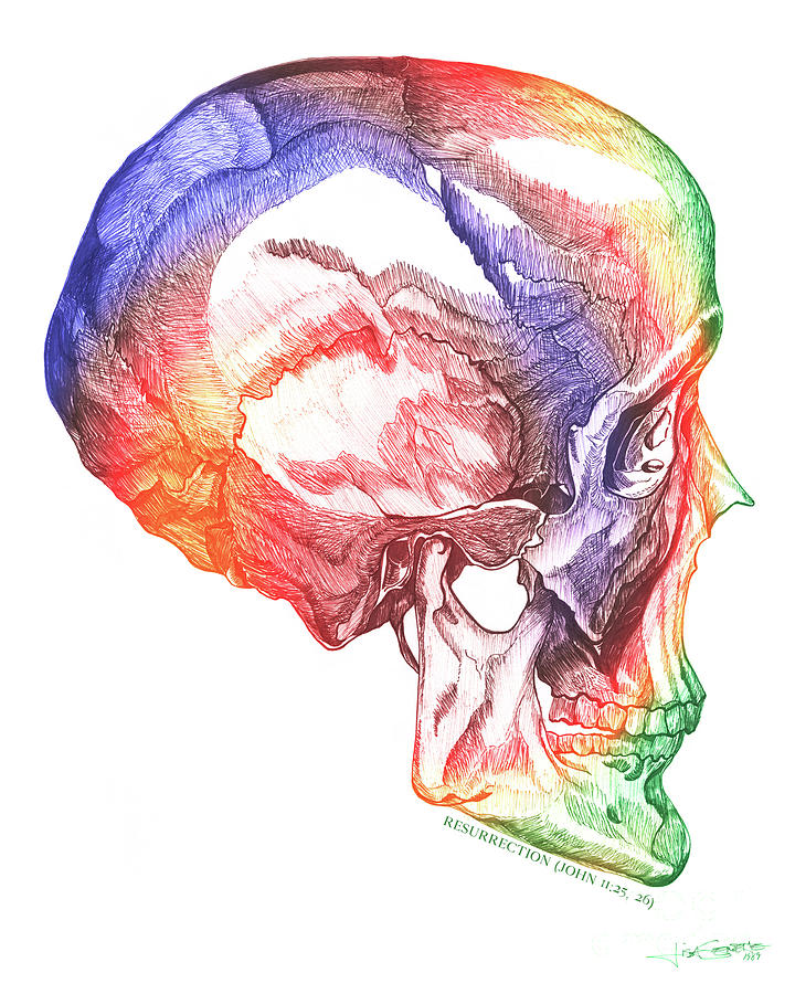 Ressurection-Multi-color Skull Drawing by Lisa Senette