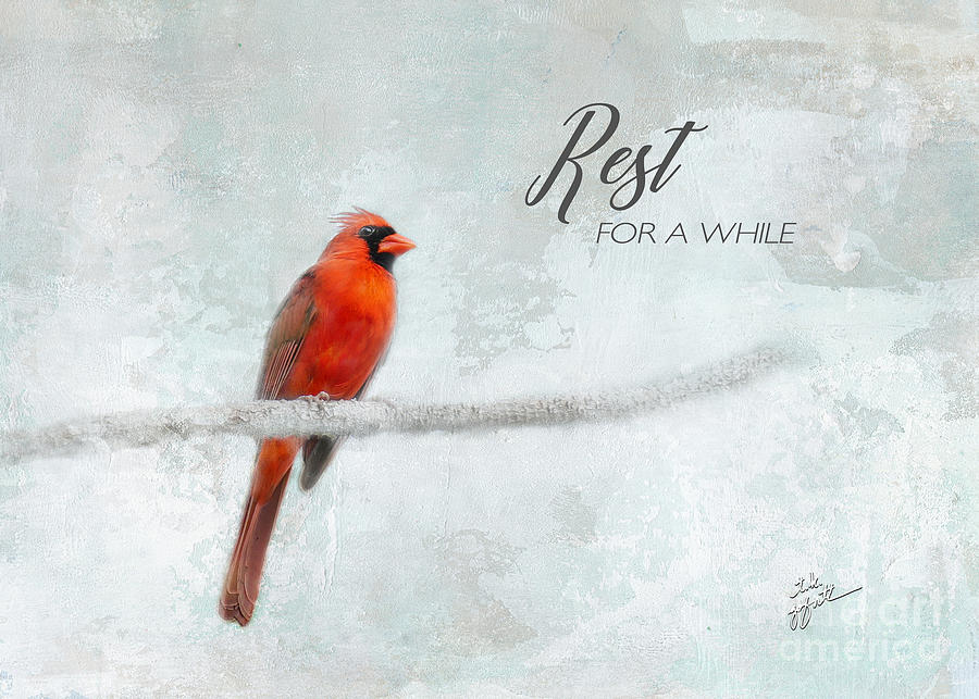 Rest For A While, Red Cardinal Photograph by TK Goforth