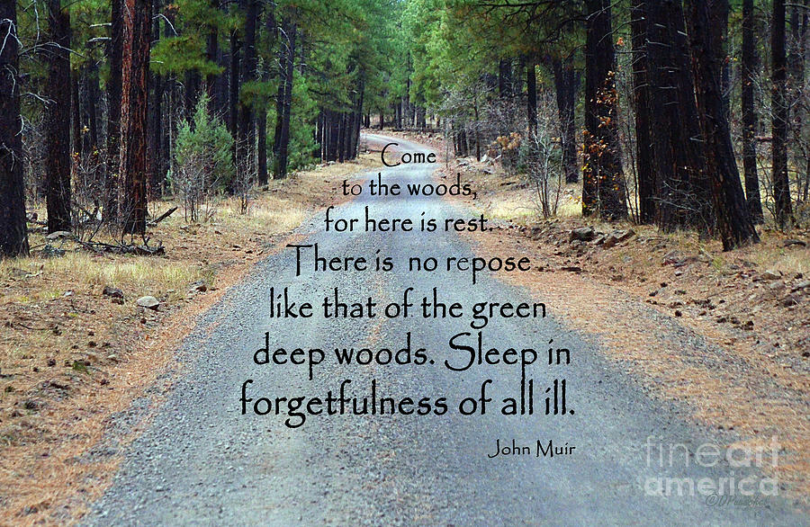 Rest in the Woods Photograph by Debby Pueschel