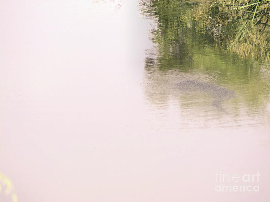 Resting Alligator Photograph by Theresa Fairchild