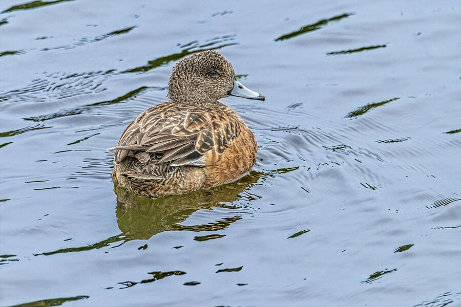 Resting And Watchful Wigeon Photograph
