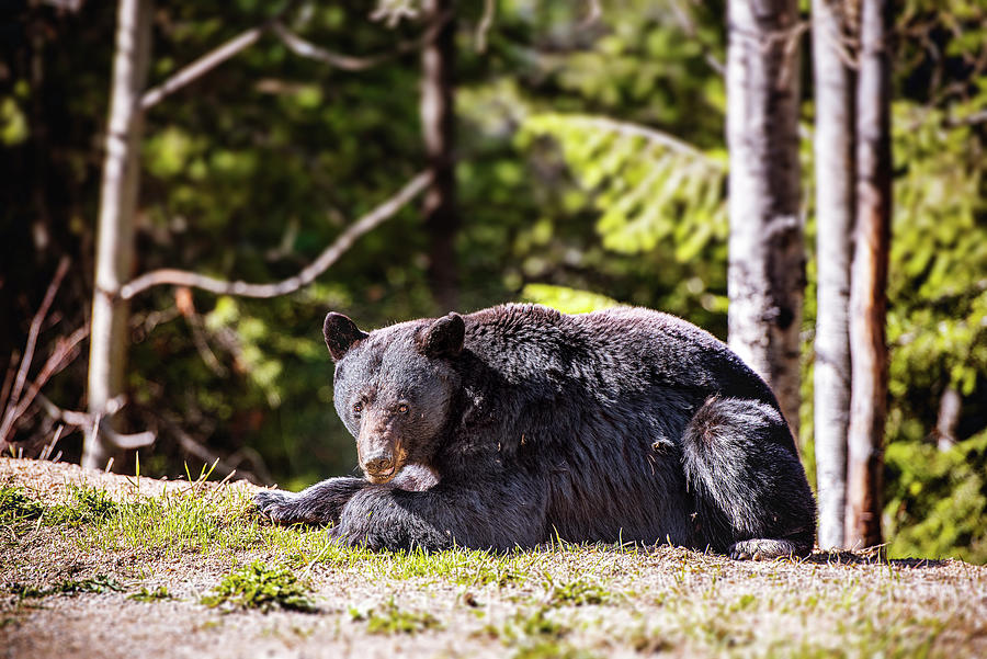 Resting Bear Photograph by Canadart - Resting Bear Photograph by Canadart -