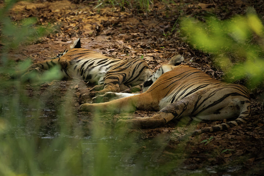 Resting beast Photograph by Kiran Joshi