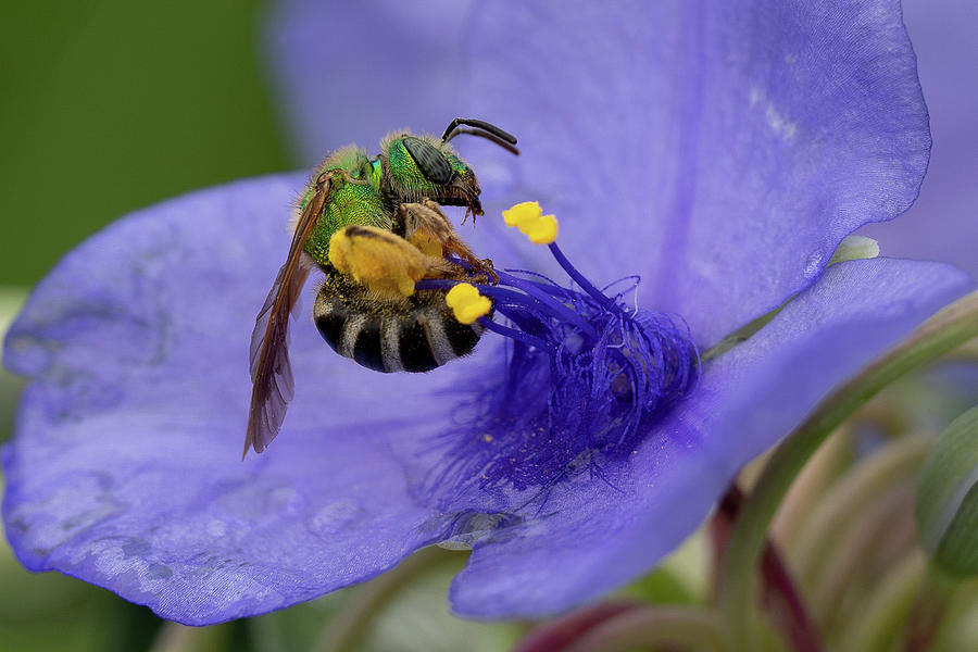Resting Bee Photograph by Brooke Bowdren