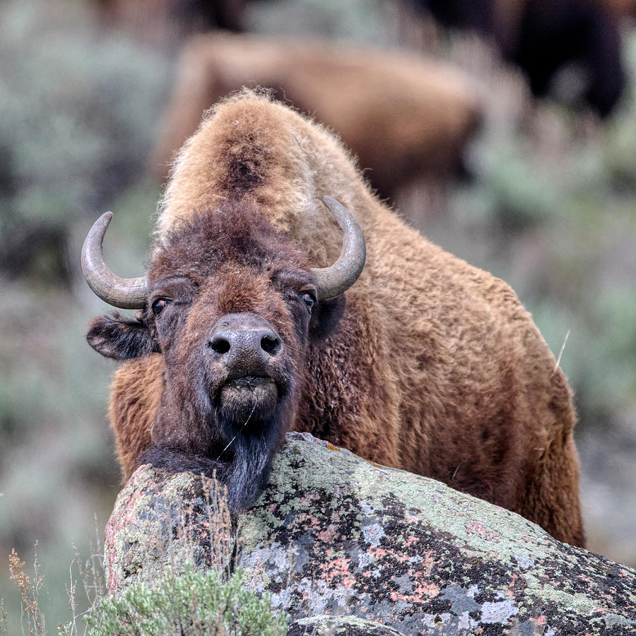 Buffalo Photograph - Resting Bison by Paul Freidlund