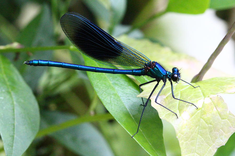 Resting blue damselfly  Photograph by Tom Conway