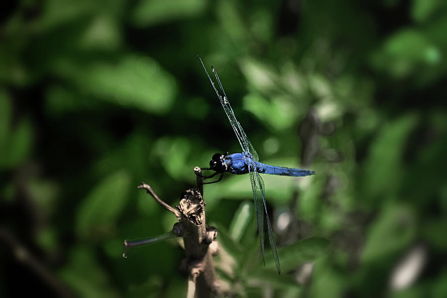  Resting Blue Dragonfly 015 Photograph by George Bostian