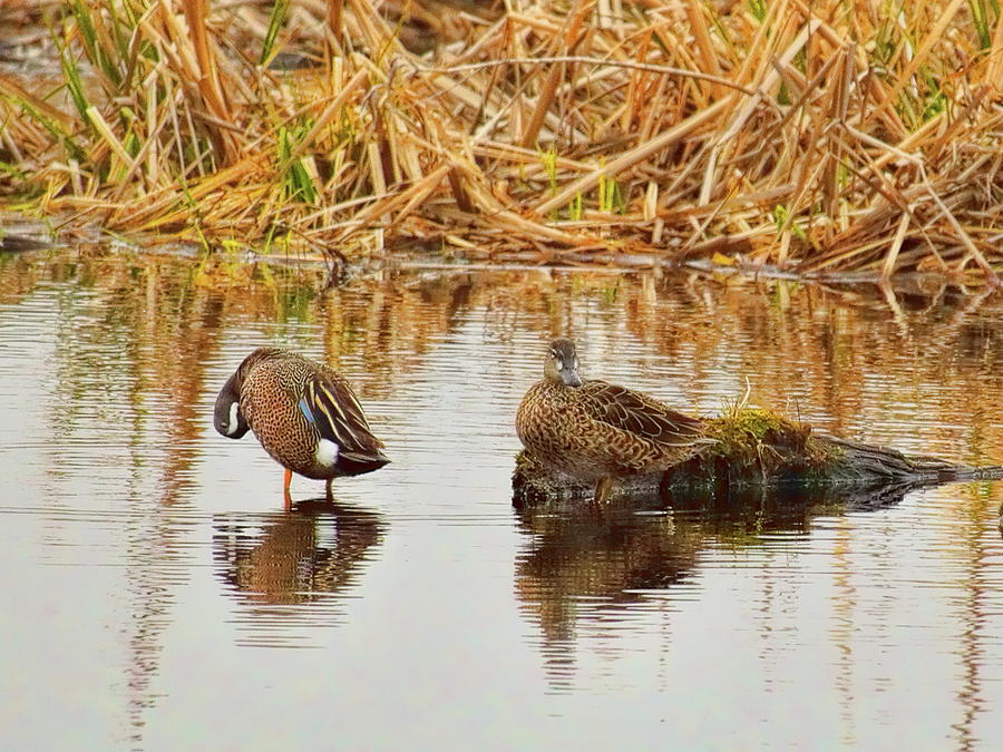 Resting Blue-Winged Teal Pair Photograph by Dale Kauzlaric
