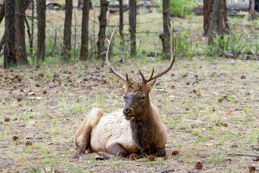 Resting Bull Elk Photograph by James Marvin Phelps