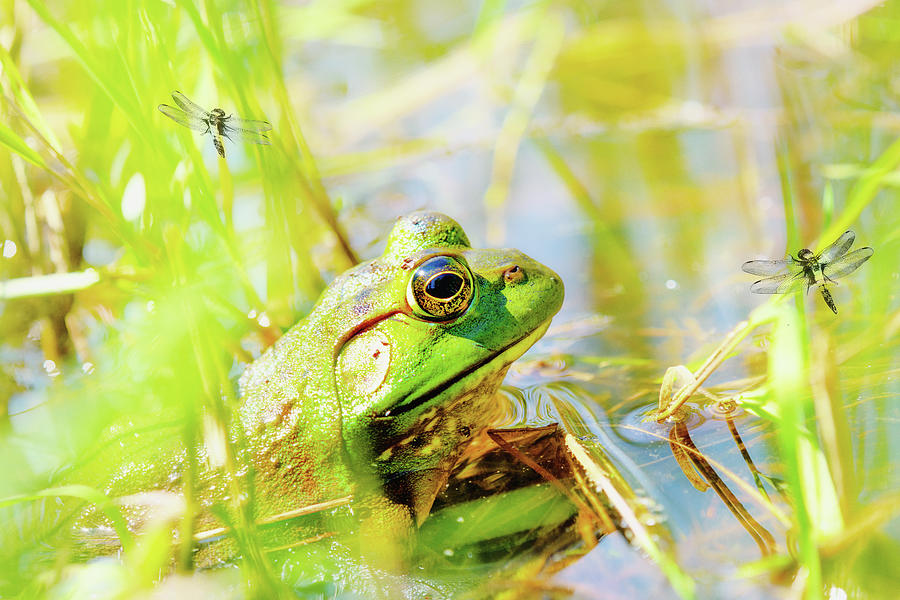 Resting Bullfrog Face Photograph by Sue Capuano