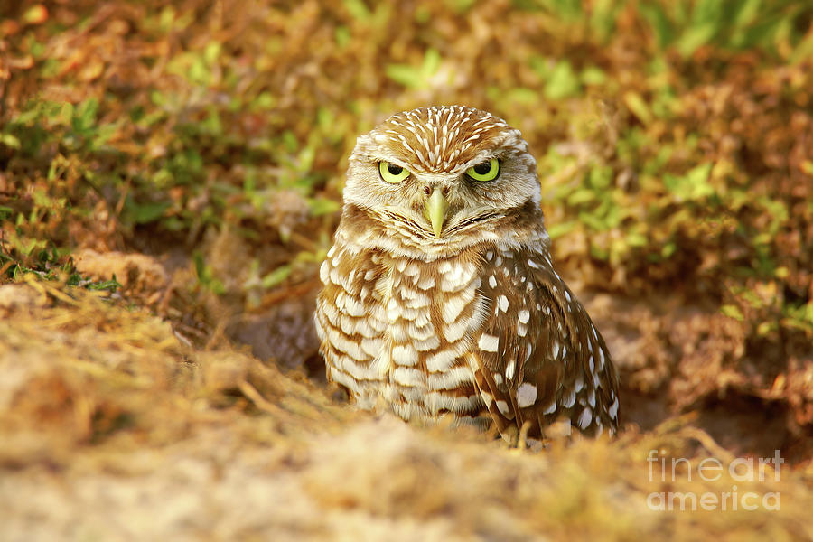 Resting Burrowing Owl in Golden Sunlight Wildlife Nature Photogr Photograph by PIPA Fine Art