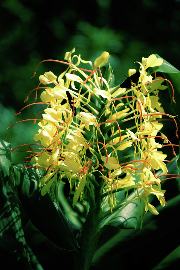 Yellow Ginger Lily Soufriere Saint Lucia Photograph By Sancha Francis Didier