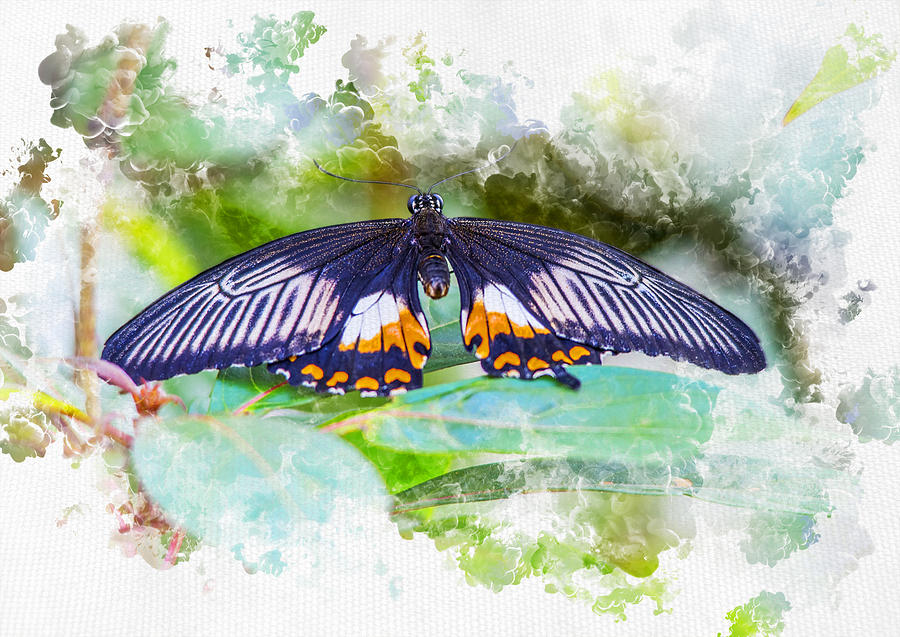 Resting Butterfly Watercolour Digital Art