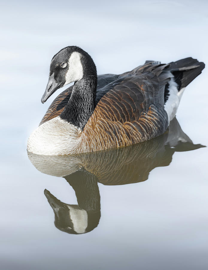 Resting Canada Goose Reflections Photograph
