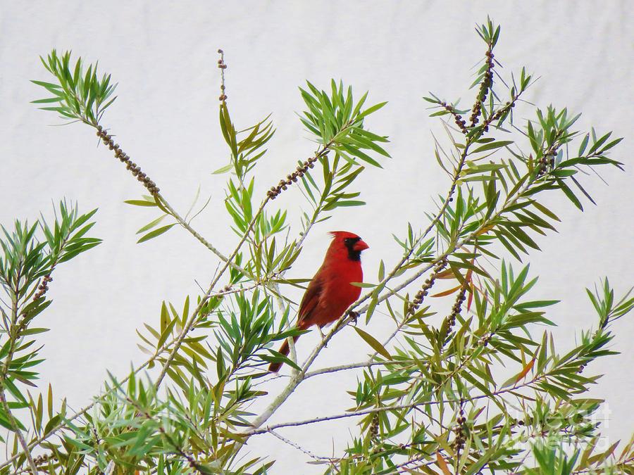 Resting Cardinal Photograph by World Reflections By Sharon