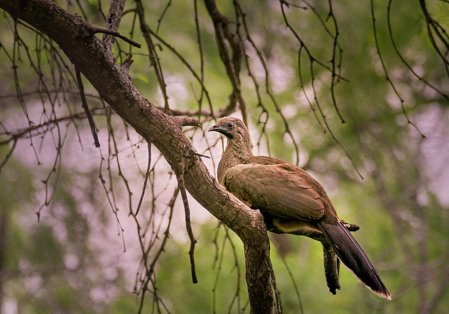 Resting Chachalaca Photograph by Betty Depee