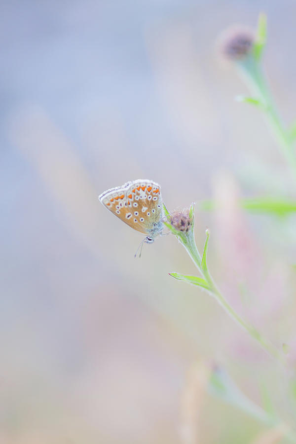 Resting Common Blue Butterfly Photograph by Anita Nicholson