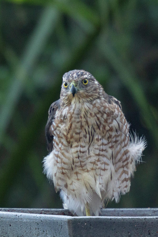 Resting Coopers Hawk Photograph by Patricia Schaefer
