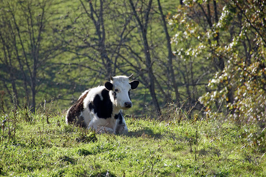 Resting Cow Photograph by Mike Murdock