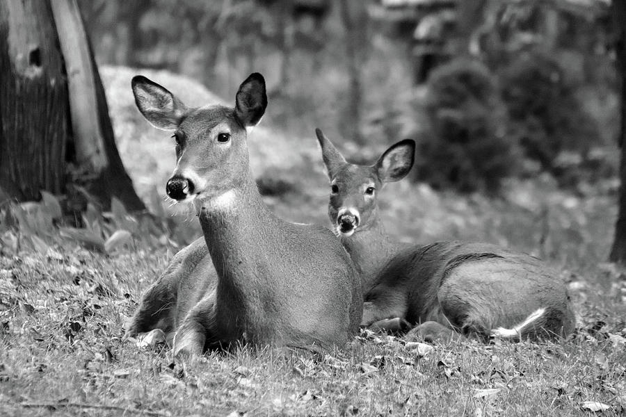 Resting Deer B W Photograph by David T Wilkinson