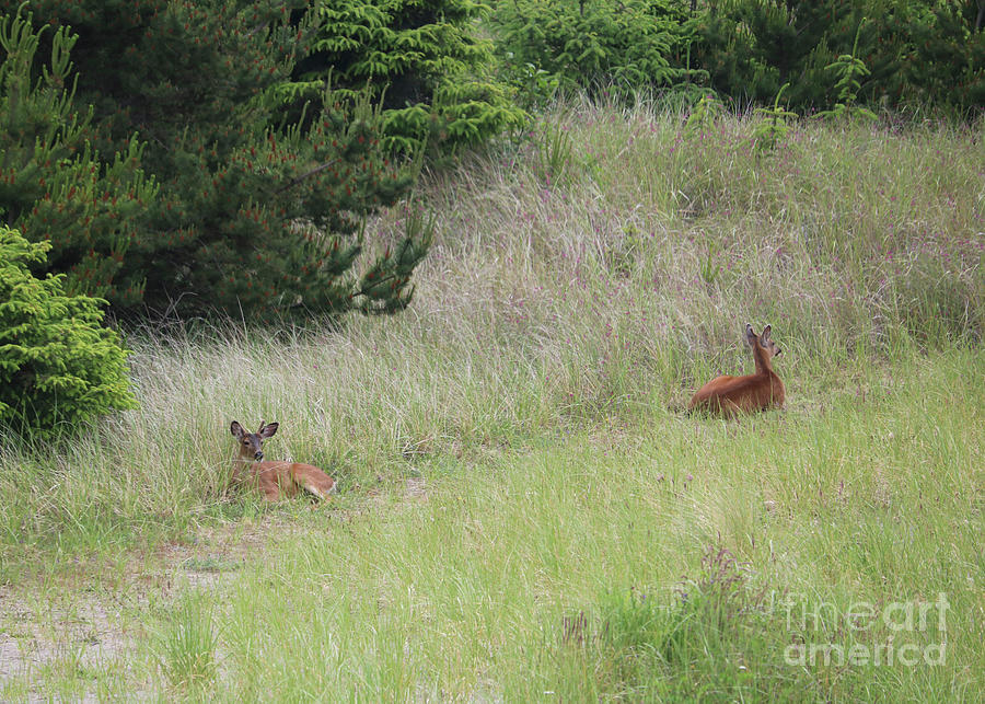 Resting Deer Photograph by Carol Groenen