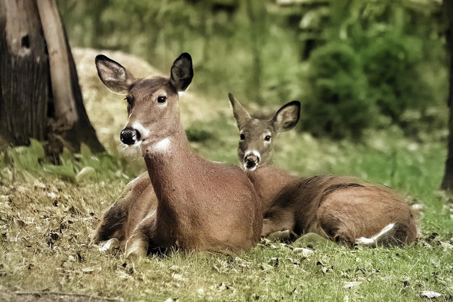 Resting Deer Photograph by David T Wilkinson