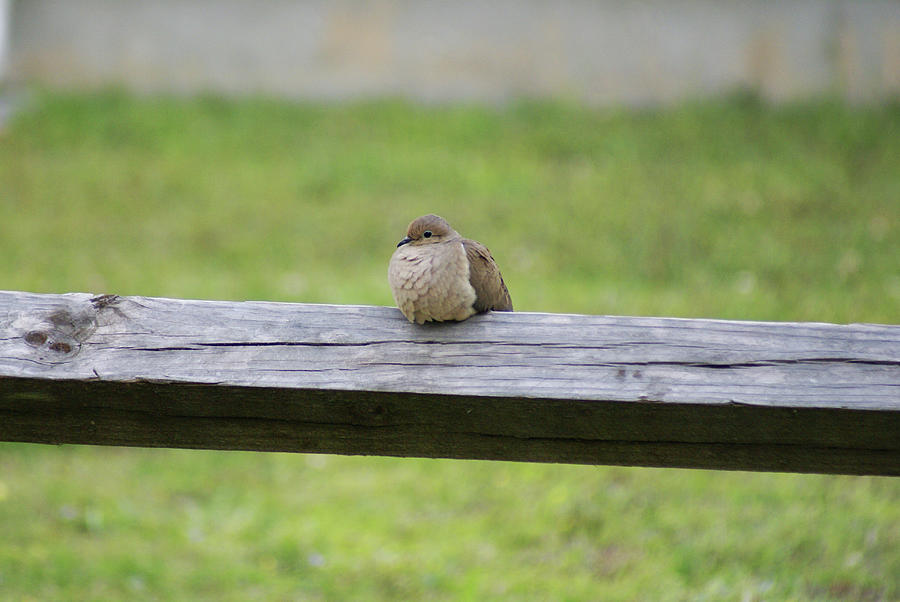 Resting Dove Photograph by Heather E Harman