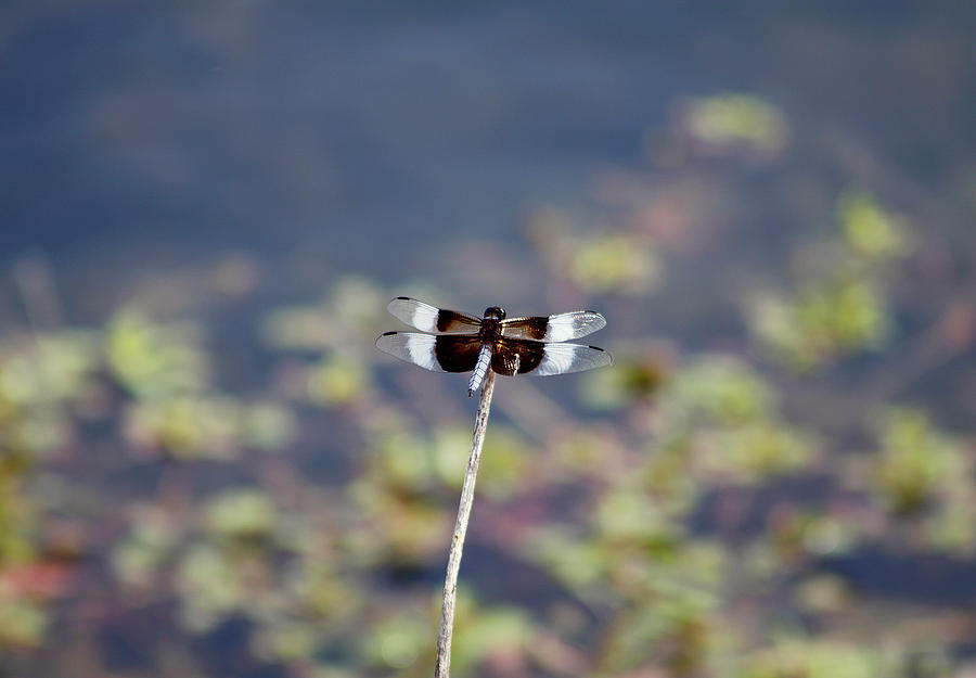 Resting Dragonfly - July 2023 Photograph by Joseph A Langley Resting Dragonfly - July 2023 Photograph by Joseph A Langley