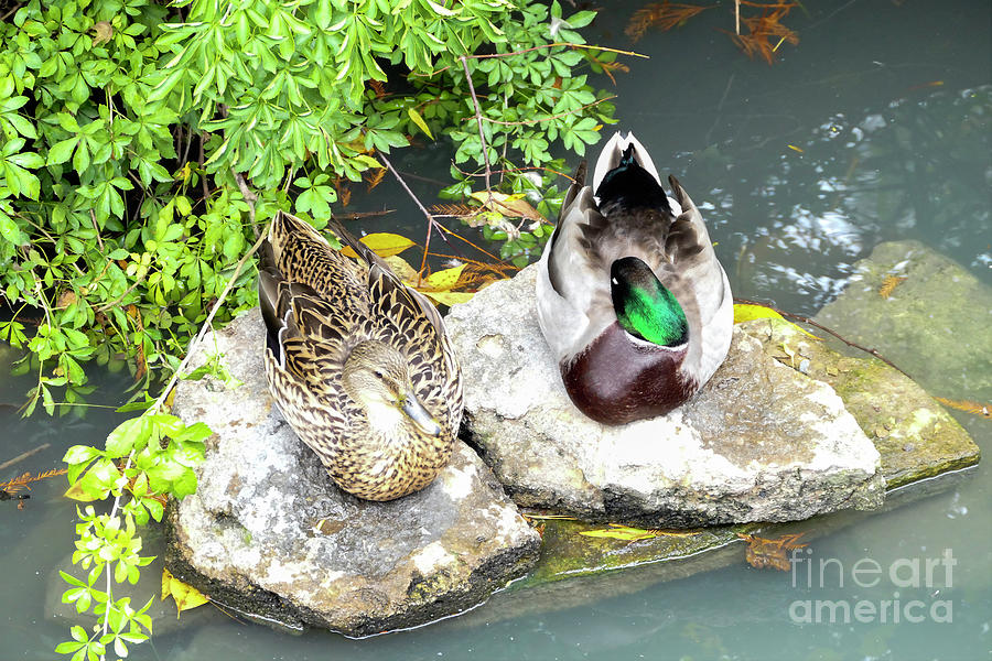Resting Ducks Photograph by Bentley Davis