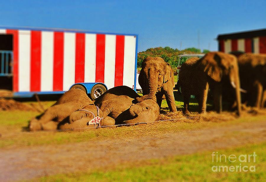 Resting Elephants Photograph