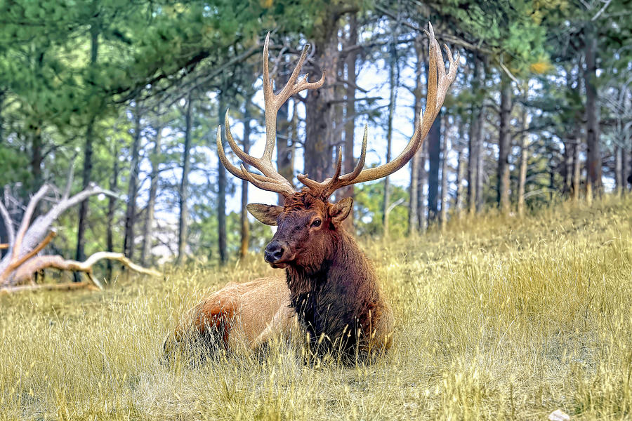 Deer Photograph - Resting Elk by Donna Kennedy