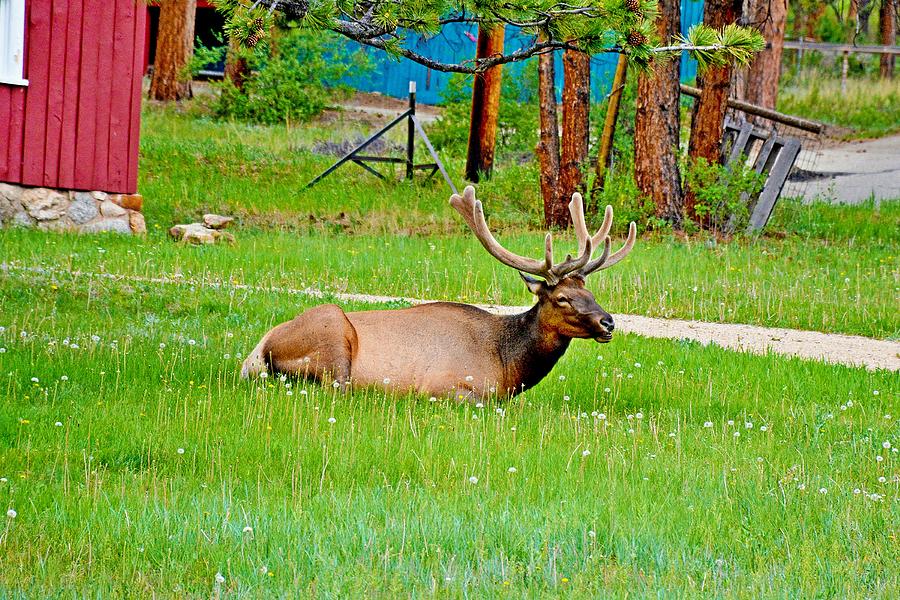 Resting Elk Photograph by Robert Meyers-Lussier