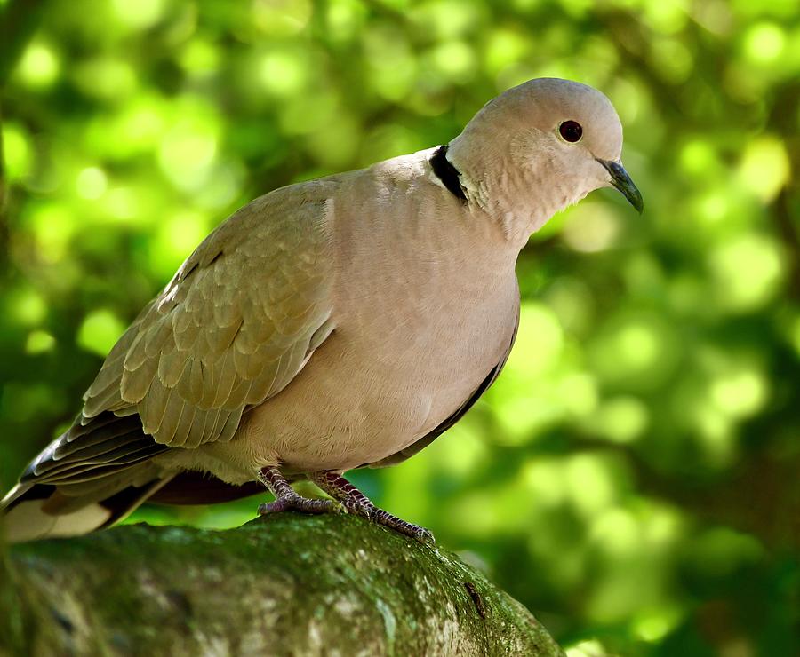 Resting Eurasian Collared Dove Photograph by Richard Bryce and Family