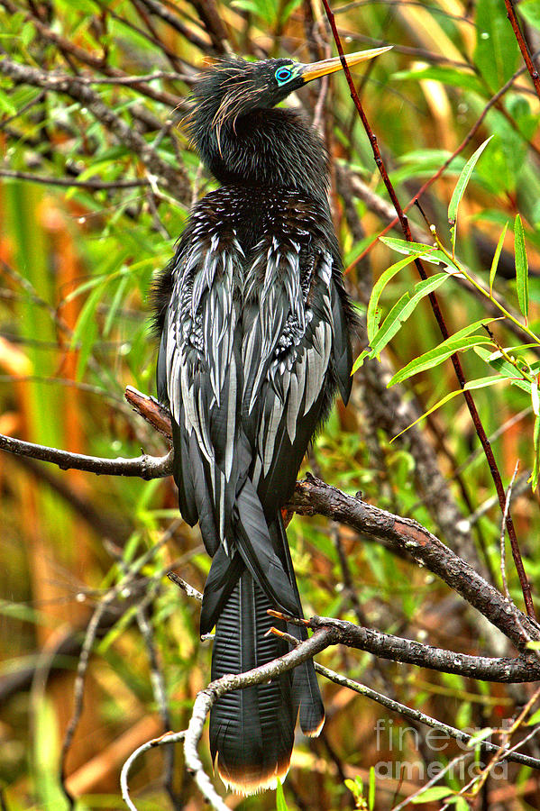 Resting Everglades Double Crested Cormorant Photograph by Adam Jewell
