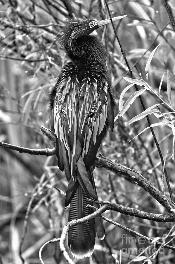 Resting Everglades Double Crested Cormorant Black And White Photograph by Adam Jewell