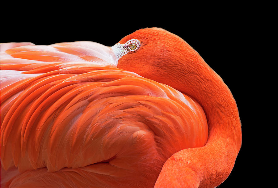 Resting Flamingo Photograph by Gordon Ripley