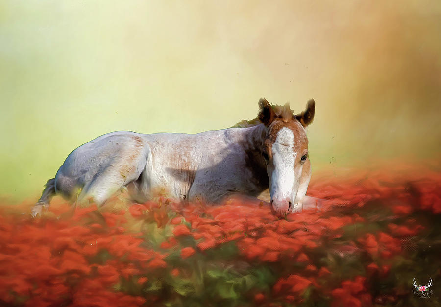 Resting Foal Photograph by Pam Rendall