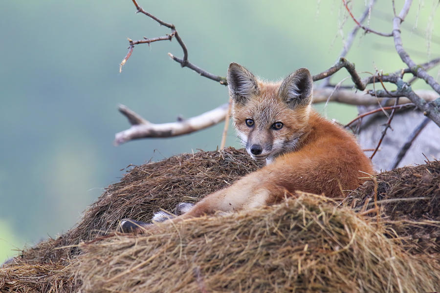 Resting Fox Kit Photograph by Brook Burling