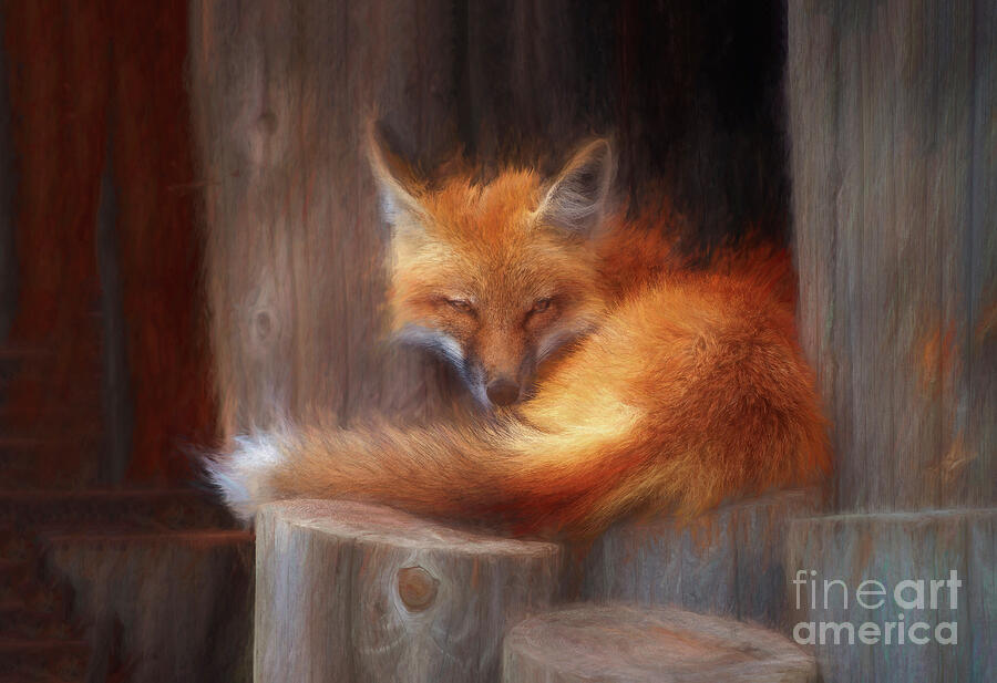 Wildlife Photograph - Resting Fox by Mark Laurie