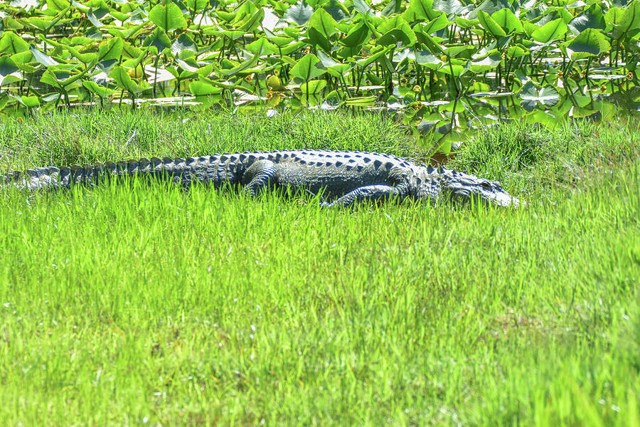Resting gator Photograph by Ed Stokes Fine Art America