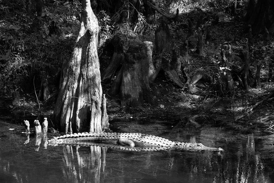 Resting Gator Photograph by Robert Wilder Jr
