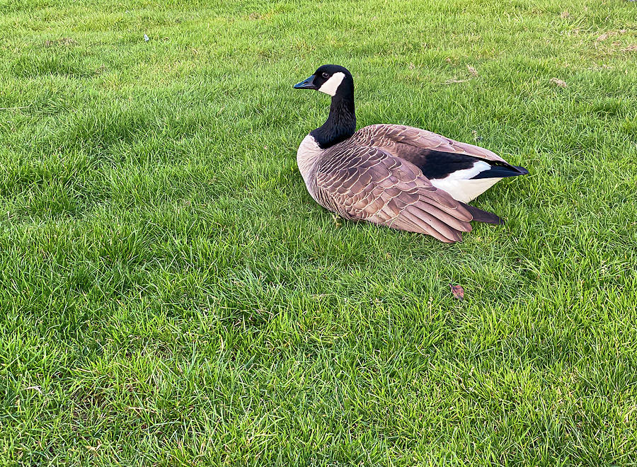 Resting Goose Photograph by Anamar Pictures