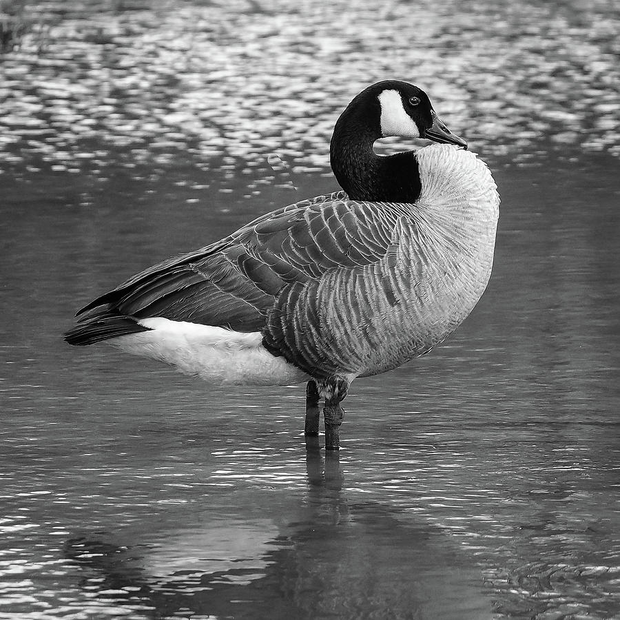 Resting goose Photograph by Robert Miller