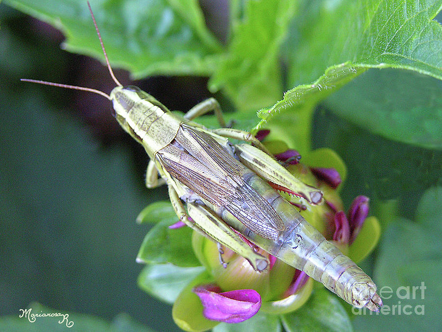  Resting Grasshopper Photograph by Mariarosa Rockefeller