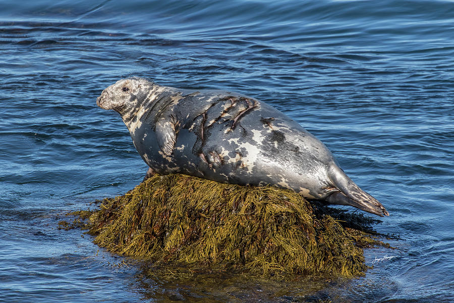 Resting Grey Seal Photograph by Jurgen Lorenzen