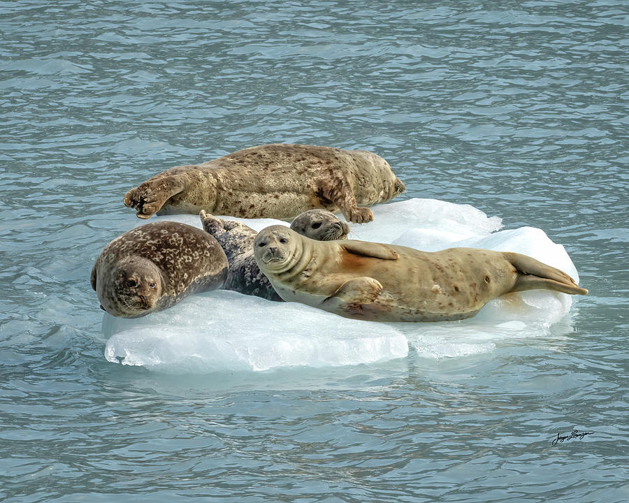 Resting Harbor Seals Photograph by Jurgen Lorenzen