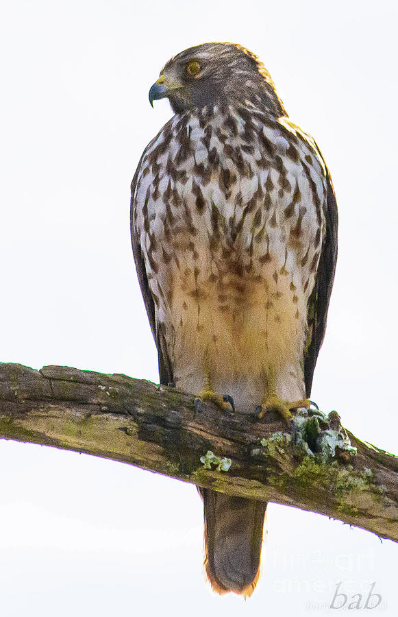 Resting hawk Photograph by Barry Bohn